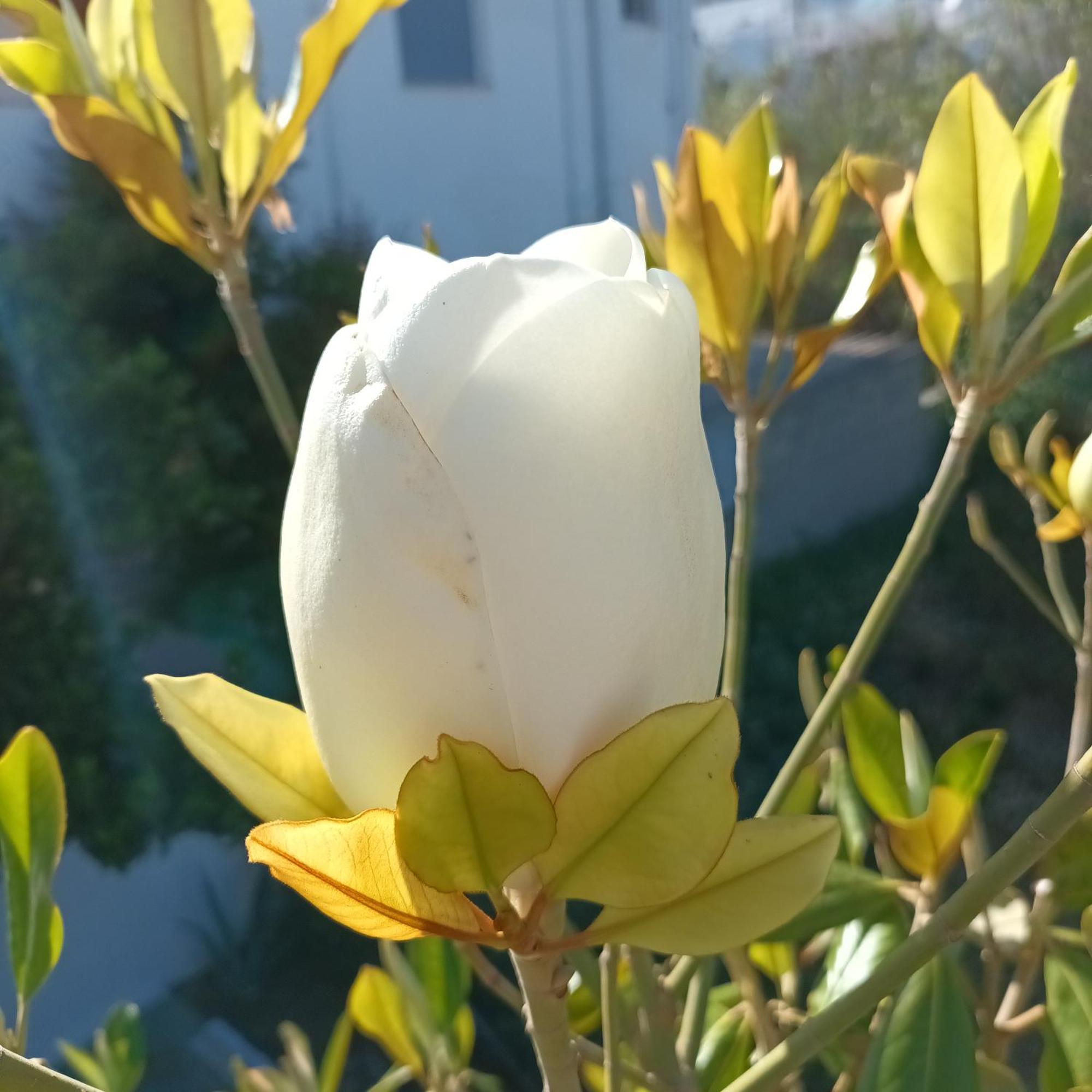شقة Magnolia Senses Kini الغرفة الصورة